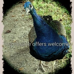 Reasonable offers welcomed